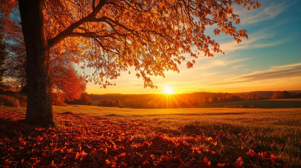 Mastering Natural Light: Seasonal Lighting Hacks for Filmmakers - Filmmaking Planner 